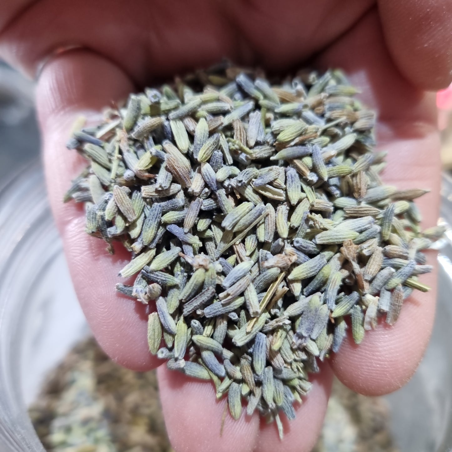 Lavender Buds from the French Alps/Herbs and Dried Flowers bag
