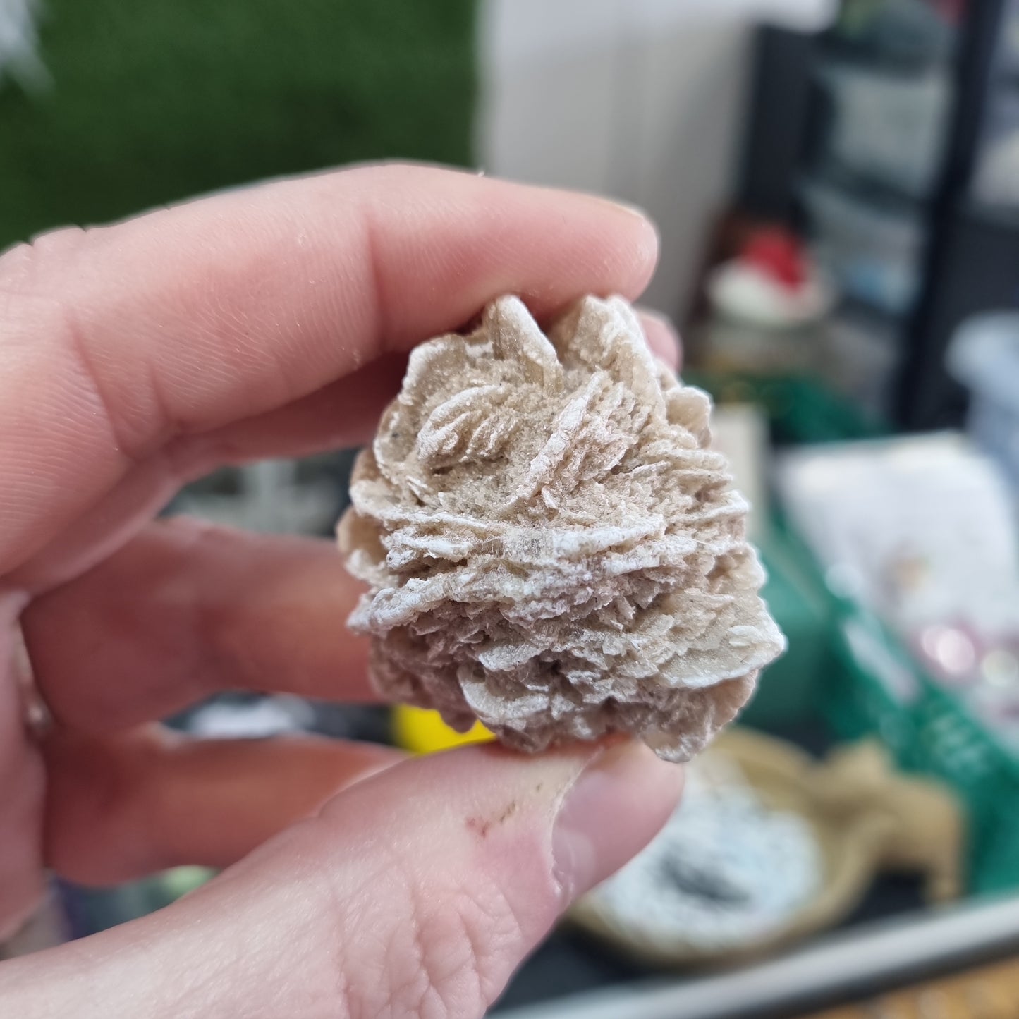 Desert Rose Medium Size