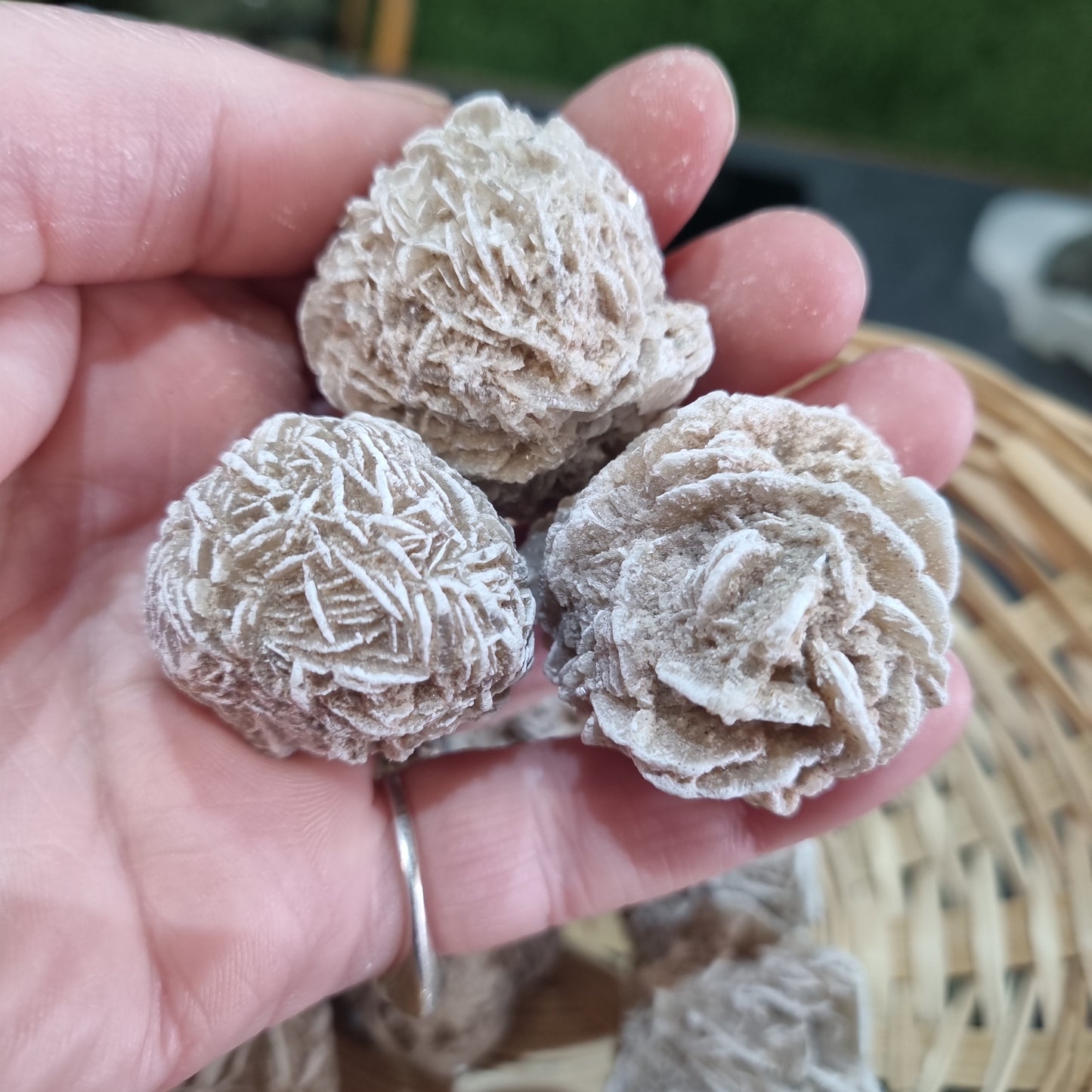 Desert Rose Medium Size