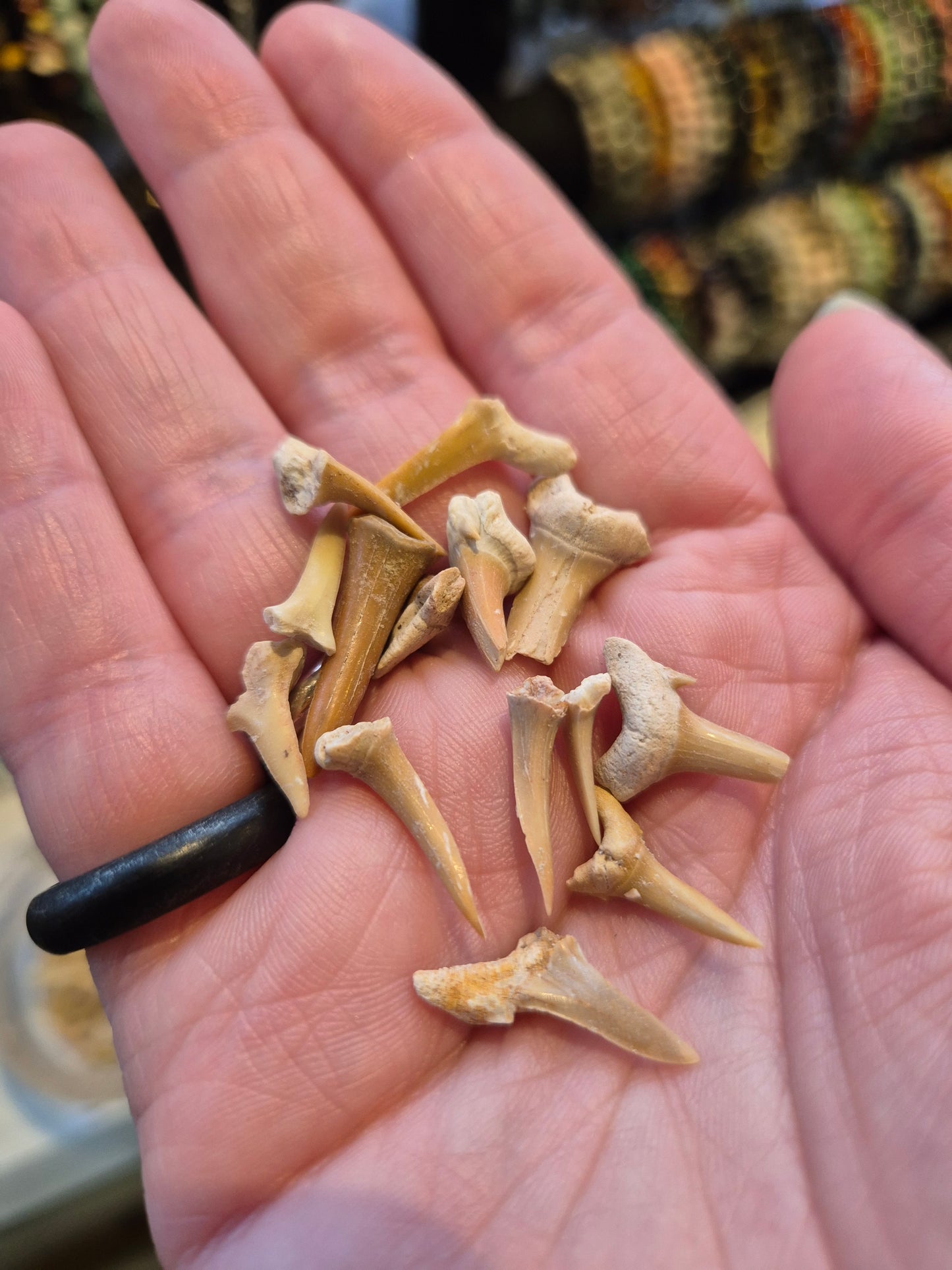 Shark teeth