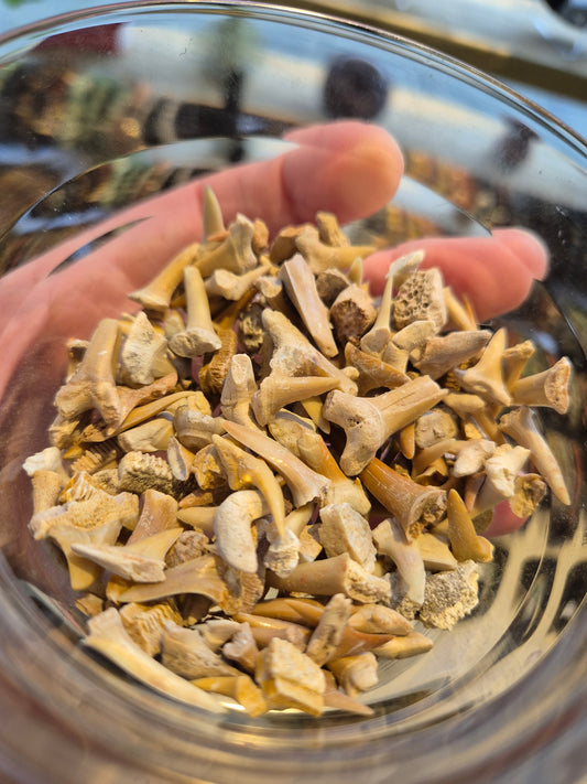 Shark teeth