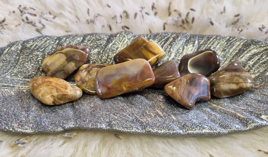 Petrified Wood Tumbles