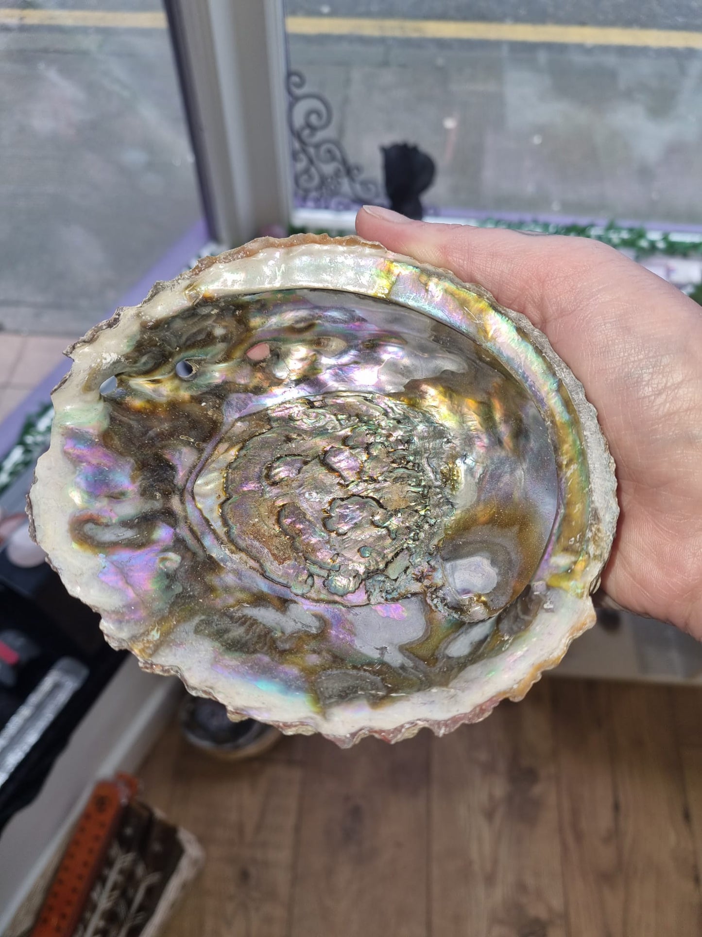 Abalone Shell