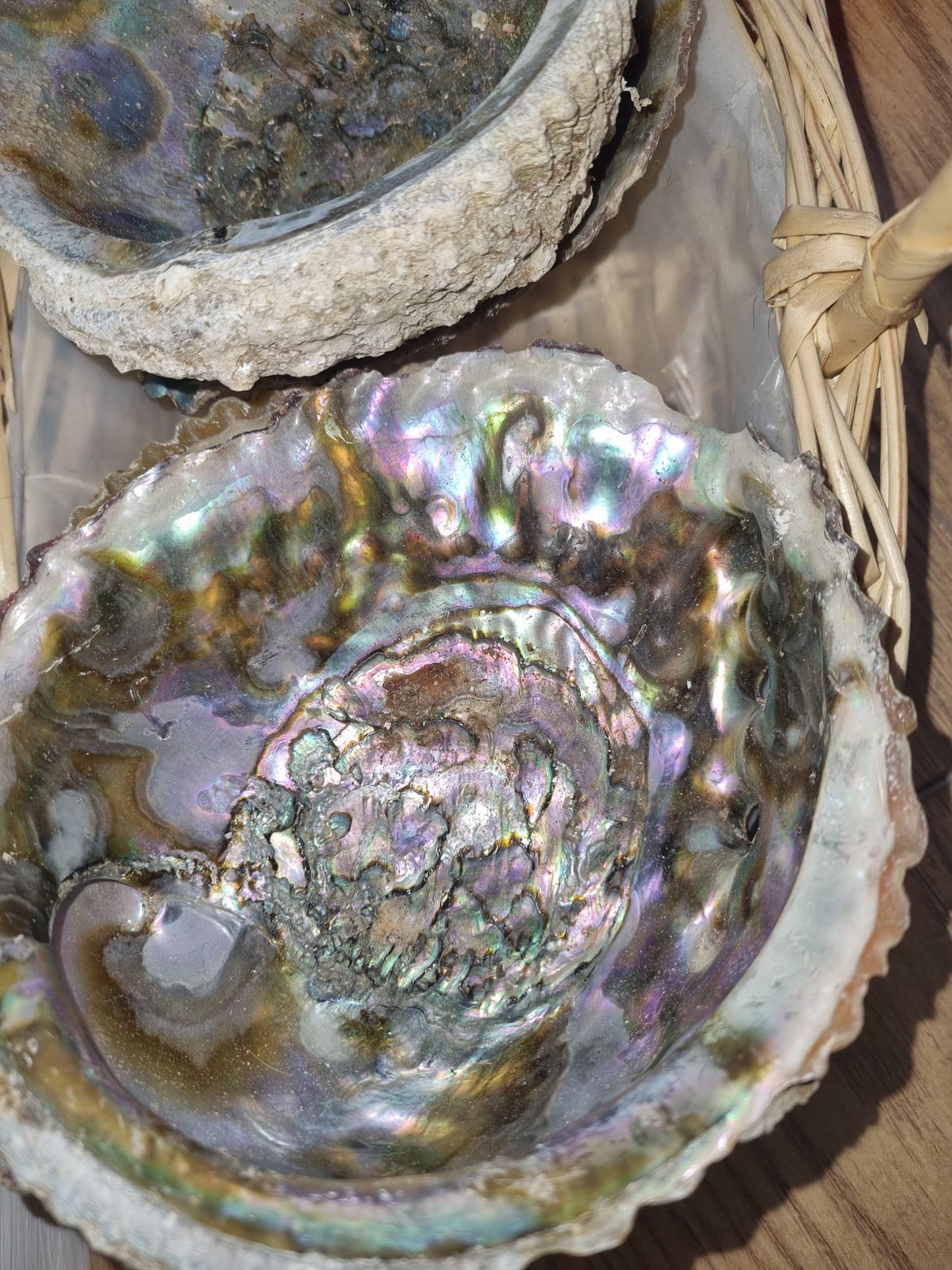 Abalone Shell